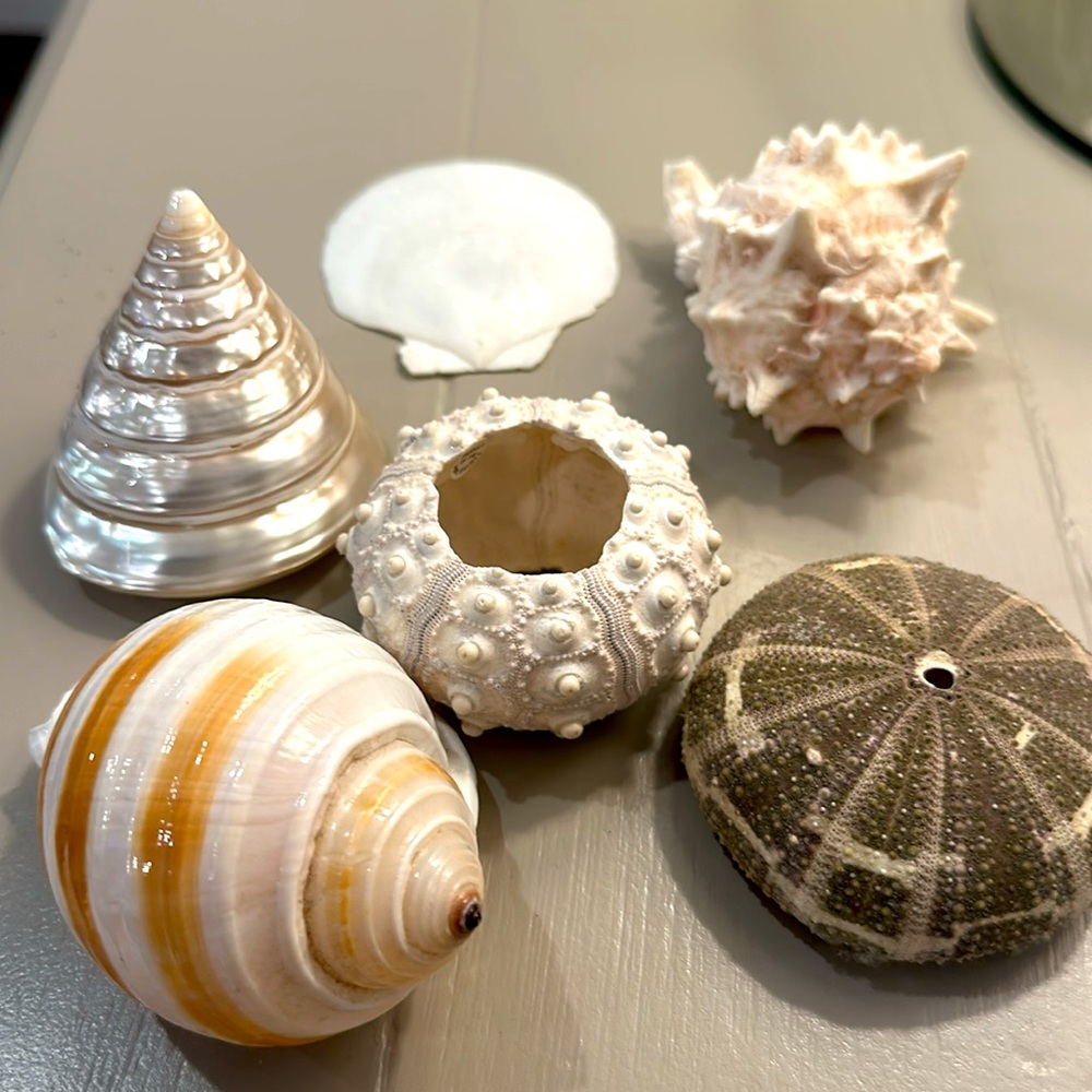 Decorative Seashells - Picture 2 of 11